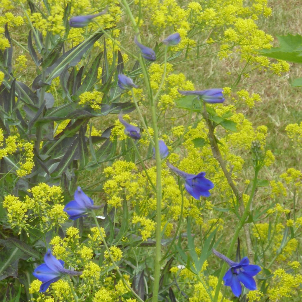 Delphinium belladonna Völkerfrieden - Garten-Rittersporn