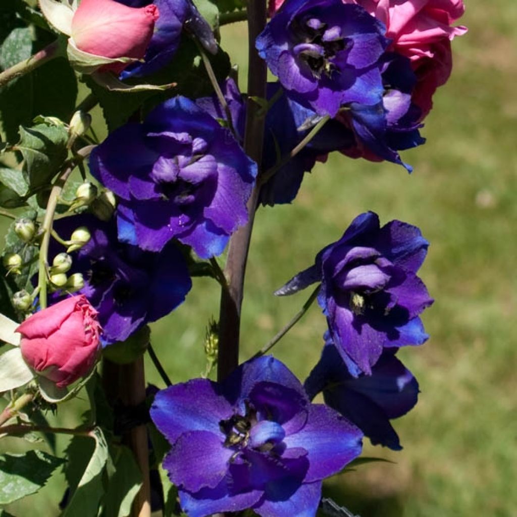 Delphinium bell. Bellamosum, Pied d'Alouette