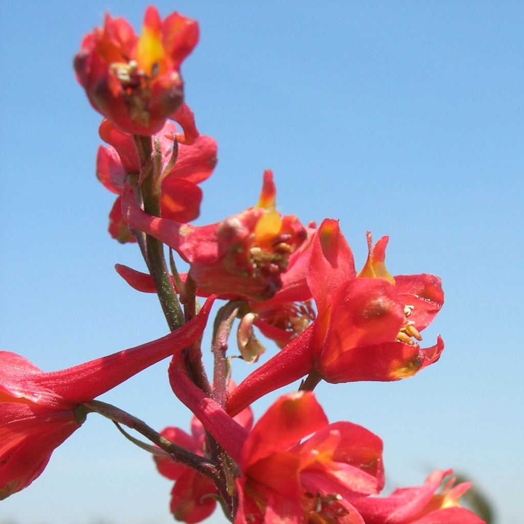 Delphinium cardinale, Pied d Alouette