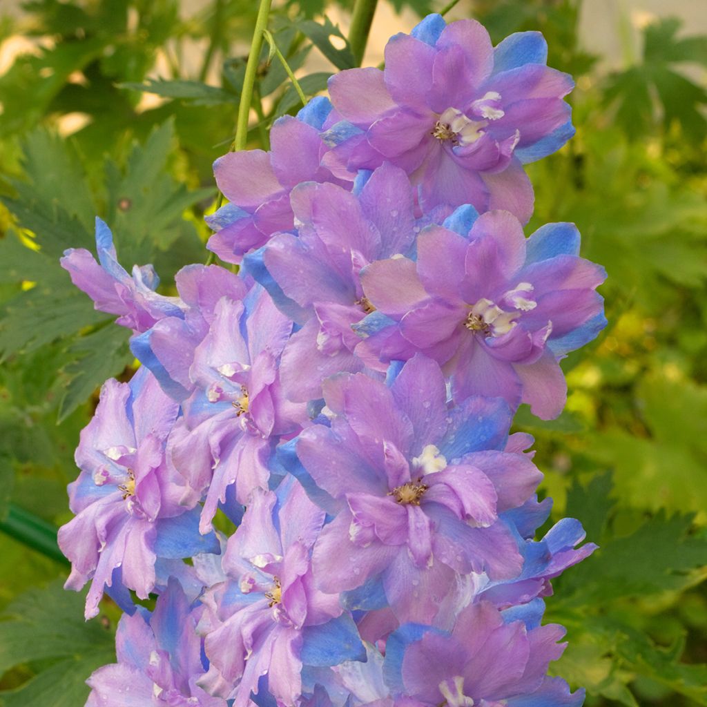 Hoher Rittersporn Morning Lights - Delphinium