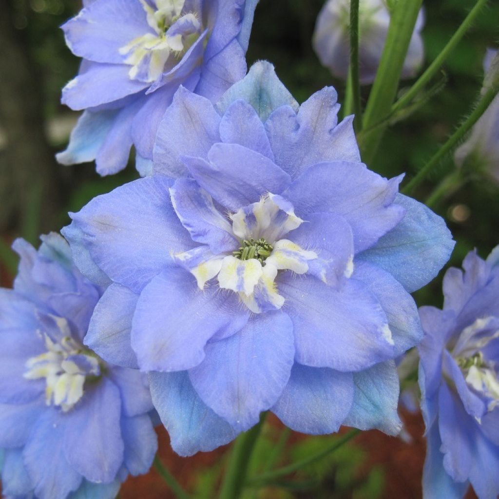 Hoher Rittersporn Morning Lights - Delphinium