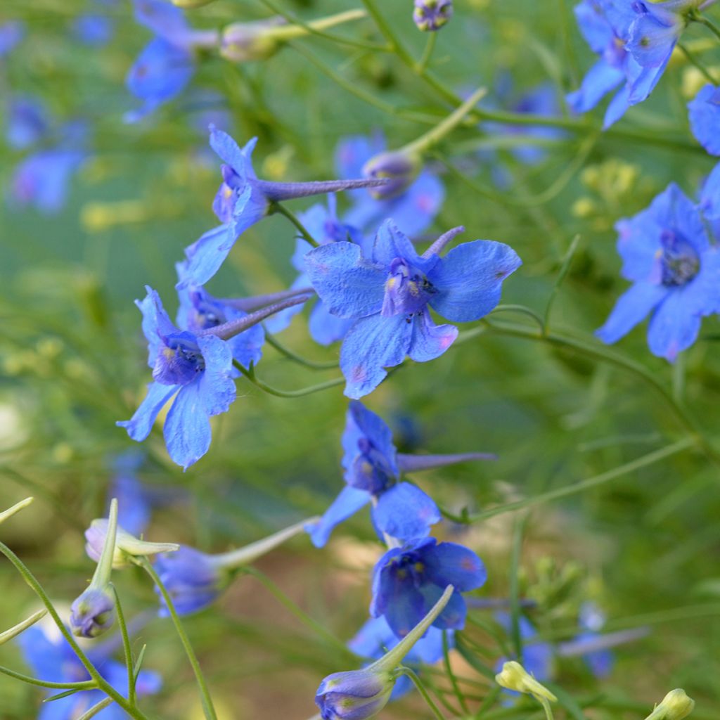 Garten-Rittersporn Blauer Zwerg - Delphinium grandiflorum