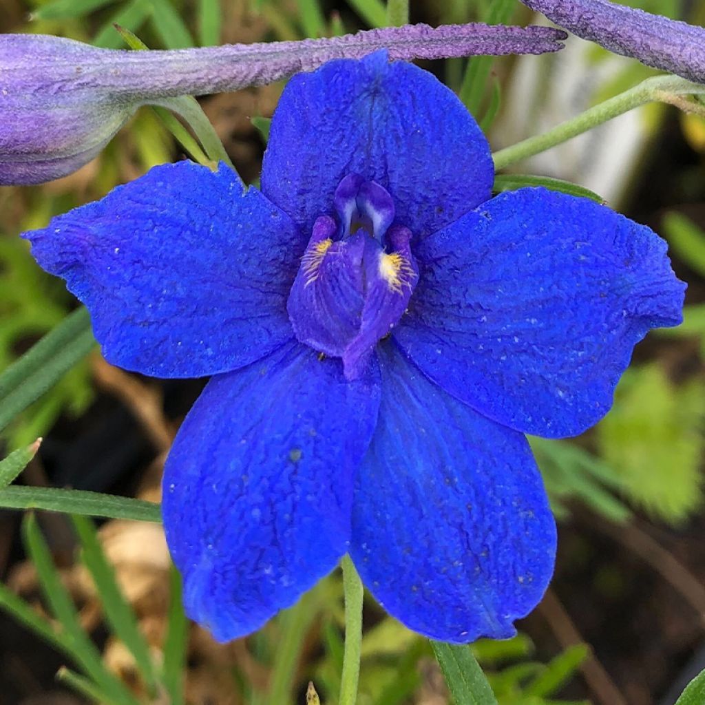 Garten-Rittersporn Blauer Zwerg - Delphinium grandiflorum