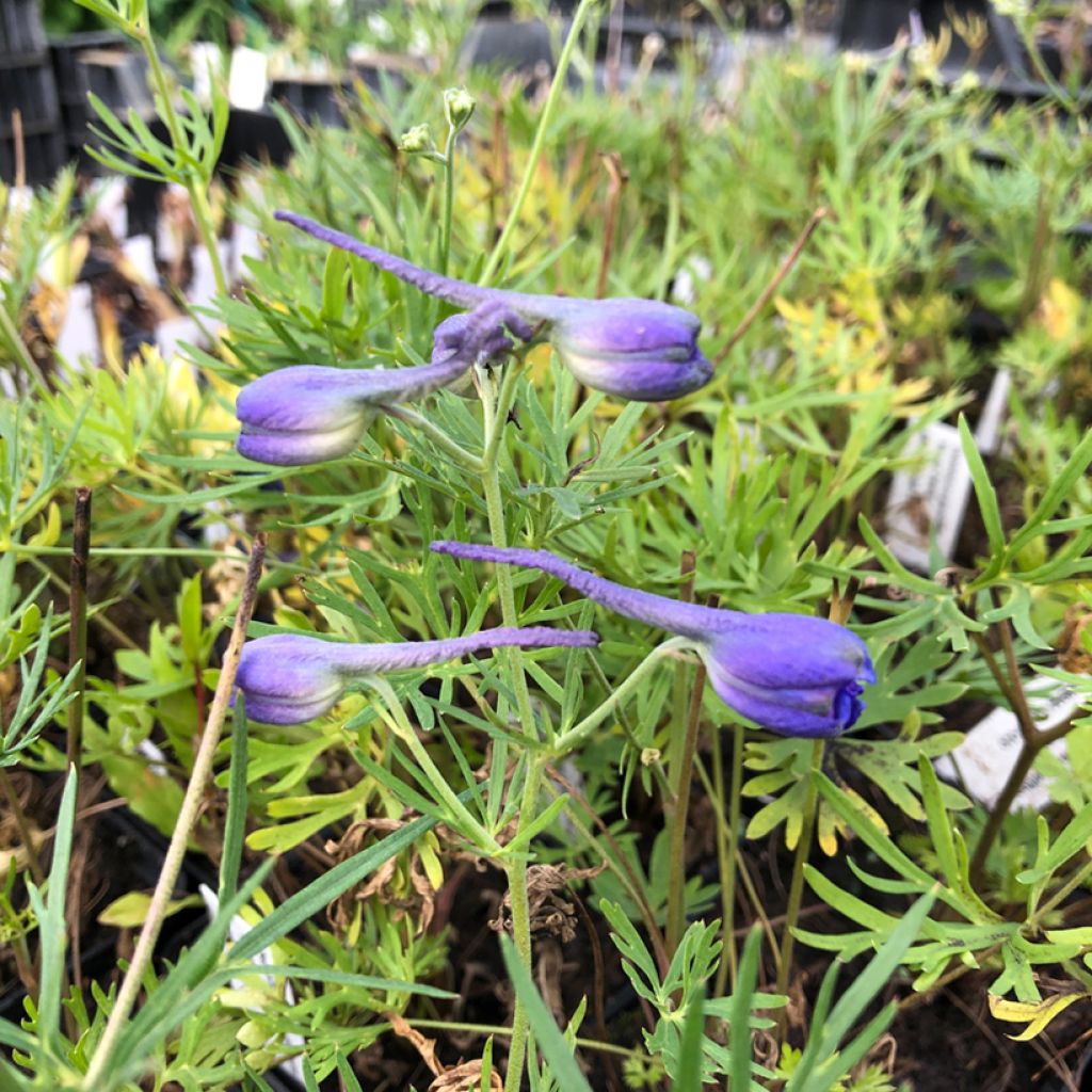 Delphinium grandiflorum Blauer Zwerg - Pied d'Alouette Blauer Zwerg