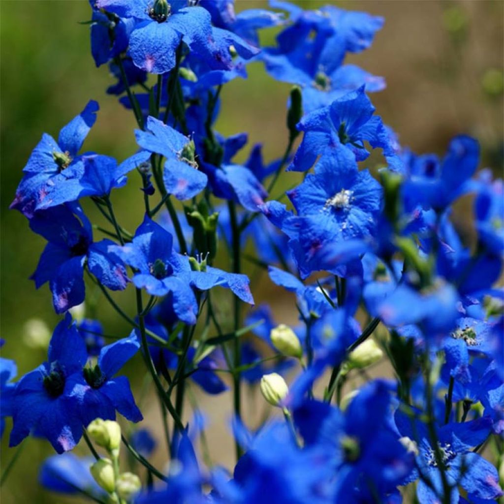 Garten-Rittersporn - Delphinium grandiflorum