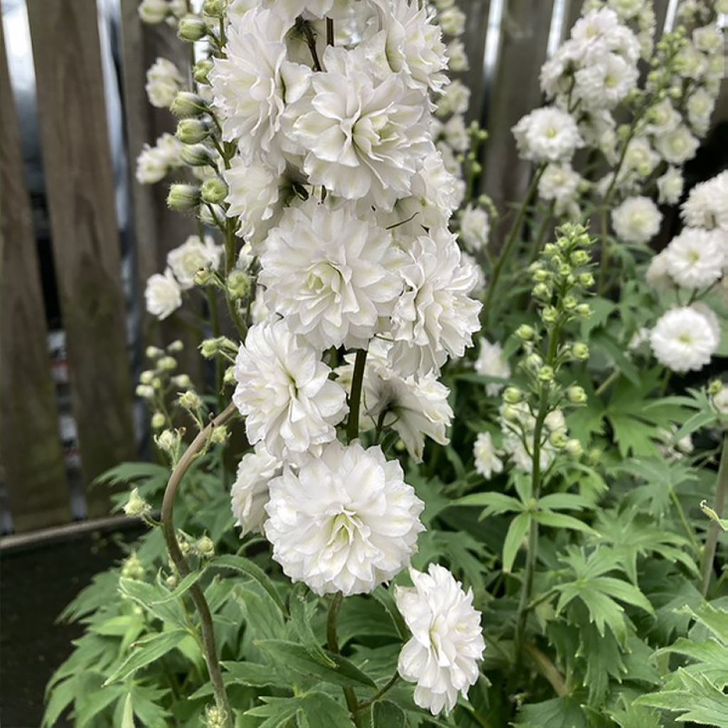 Hoher Rittersporn Highlander Samba - Delphinium