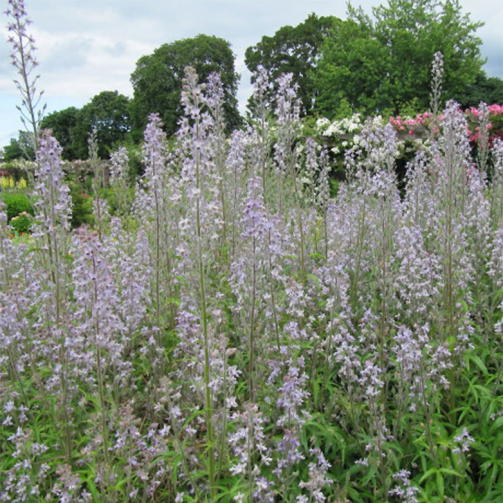 Delphinium requienii - Rittersporn