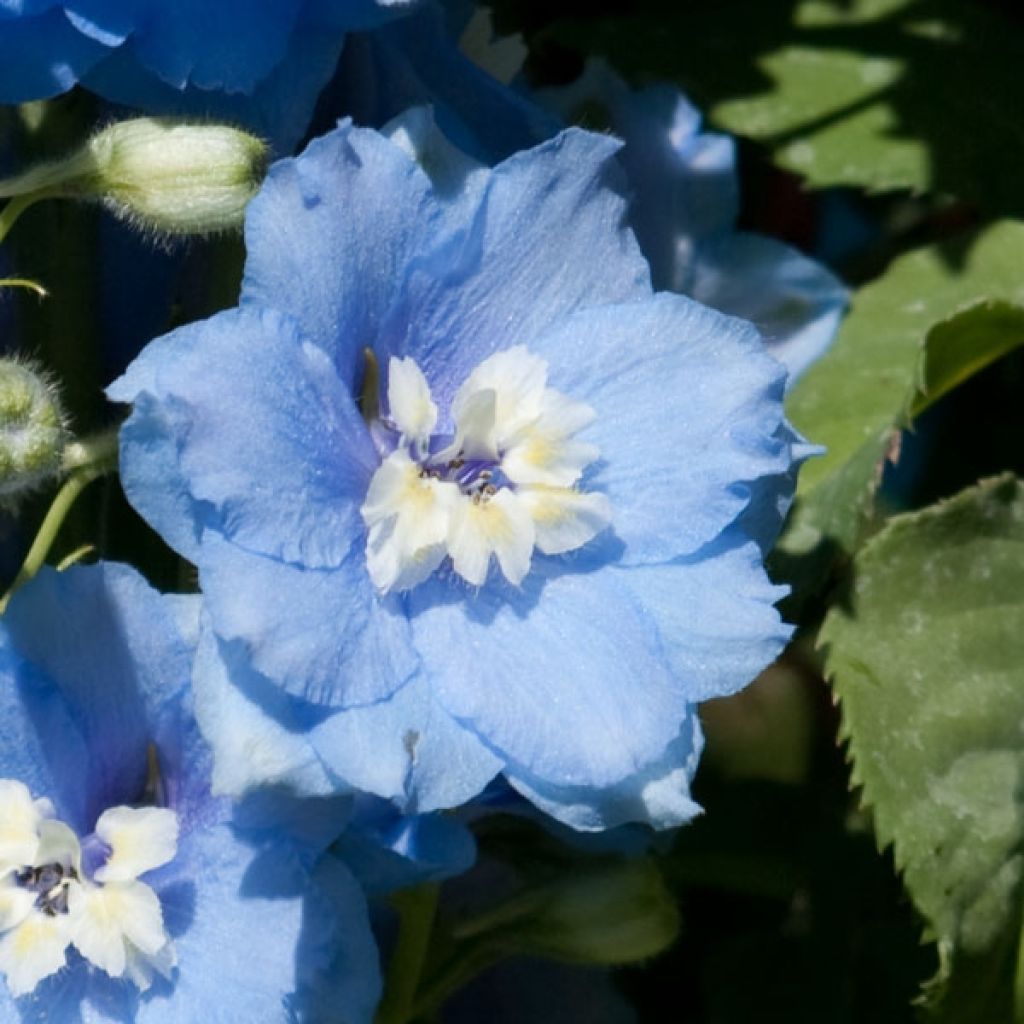 Delphinium Pacific Summer Skies