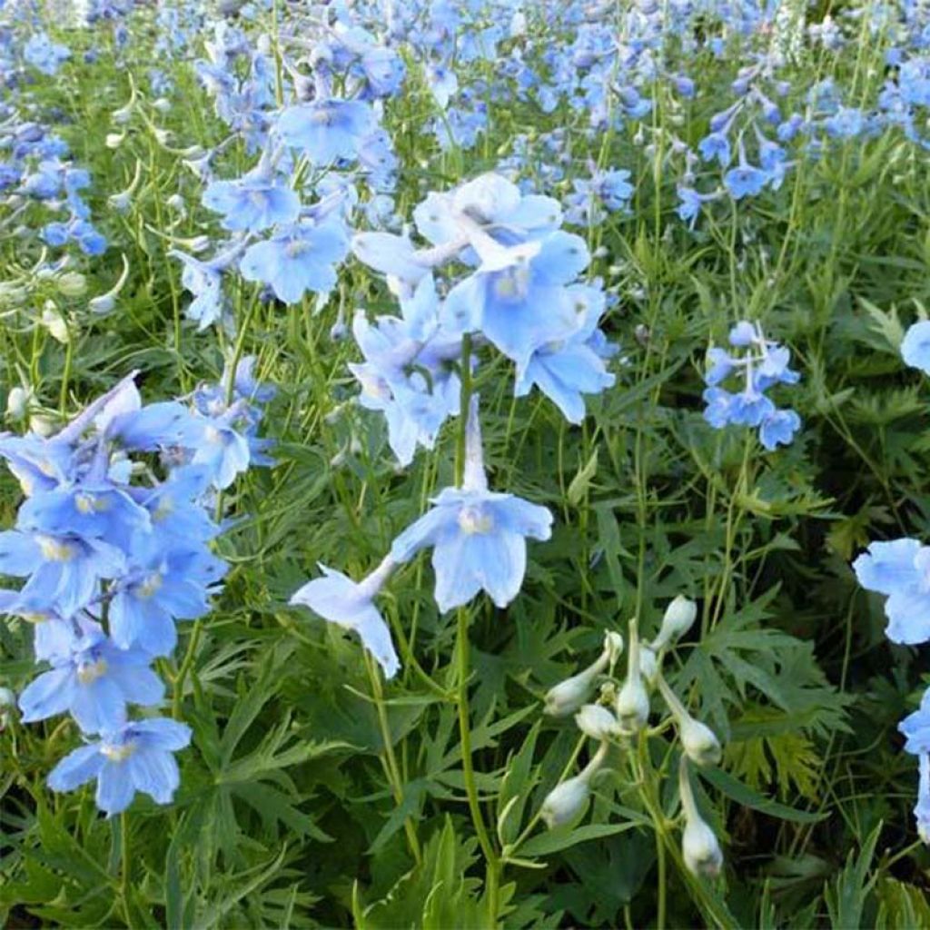 Delphinium belladonna Cliveden Beauty - Pied d'Alouette vivace