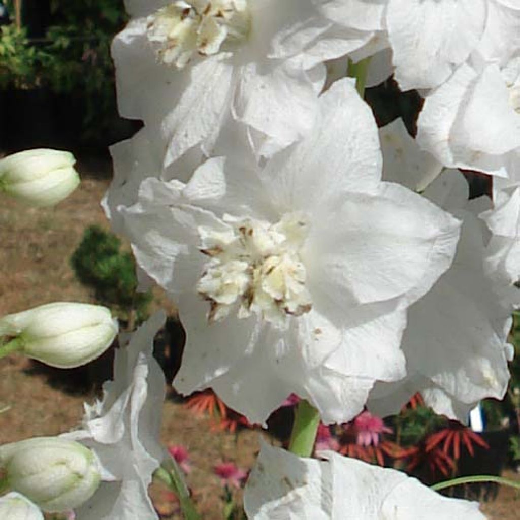 Pacific-Rittersporn Galahad - Delphinium