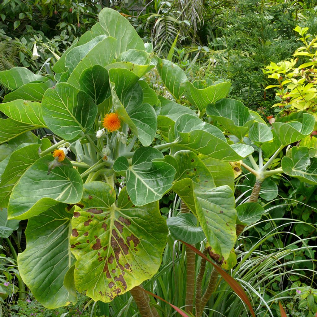 Dendroseris litoralis - Juan Fernández-Kohlbaum