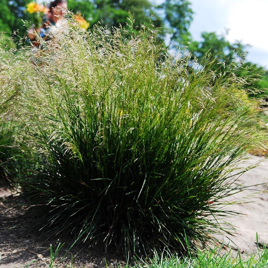 Rasen-Schmiele - Deschampsia caespitosa