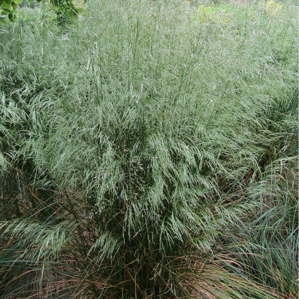 Deschampsia flexuosa - Canche flexible, flexueuse