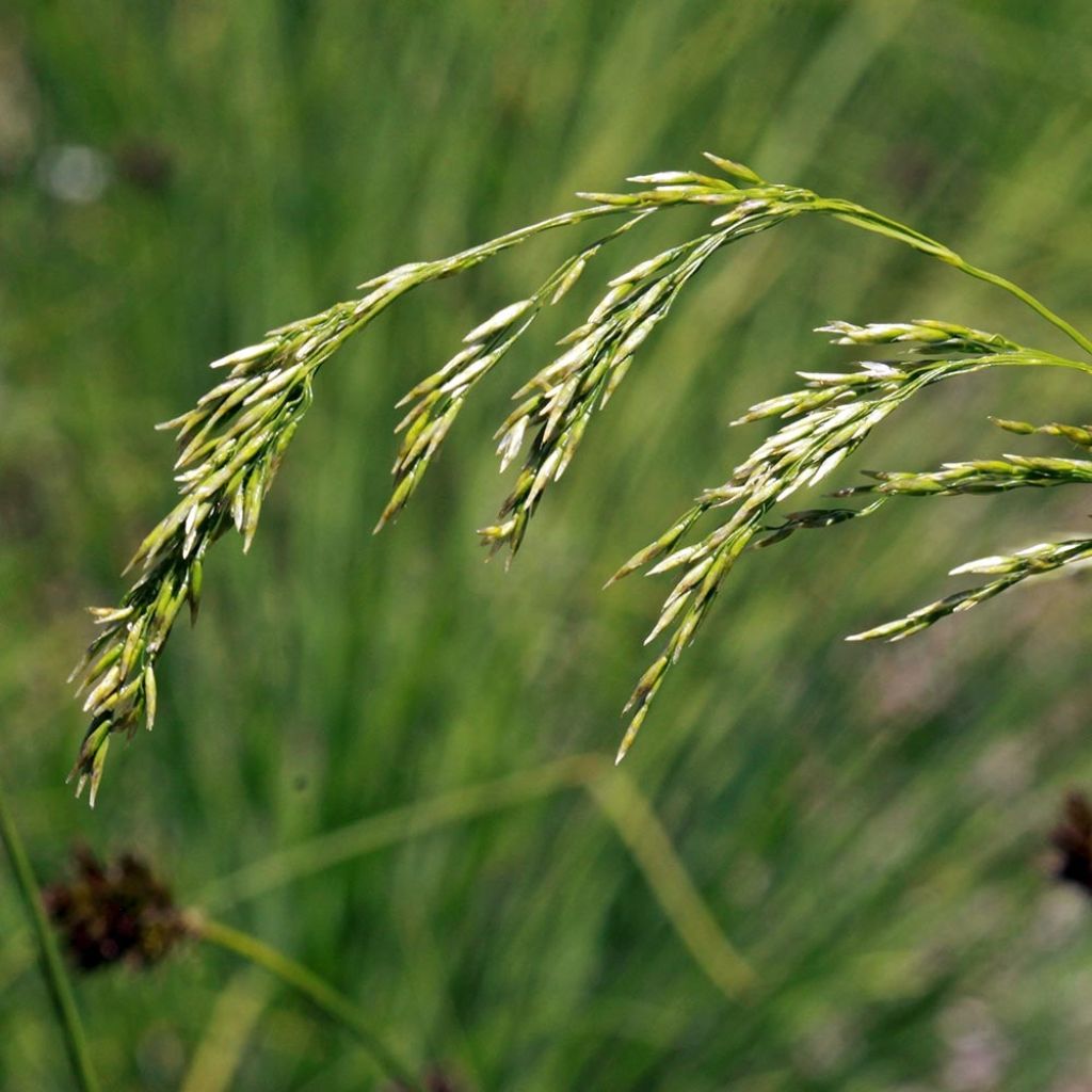 Canche flexible, flexueuse - Deschampsia flexuosa