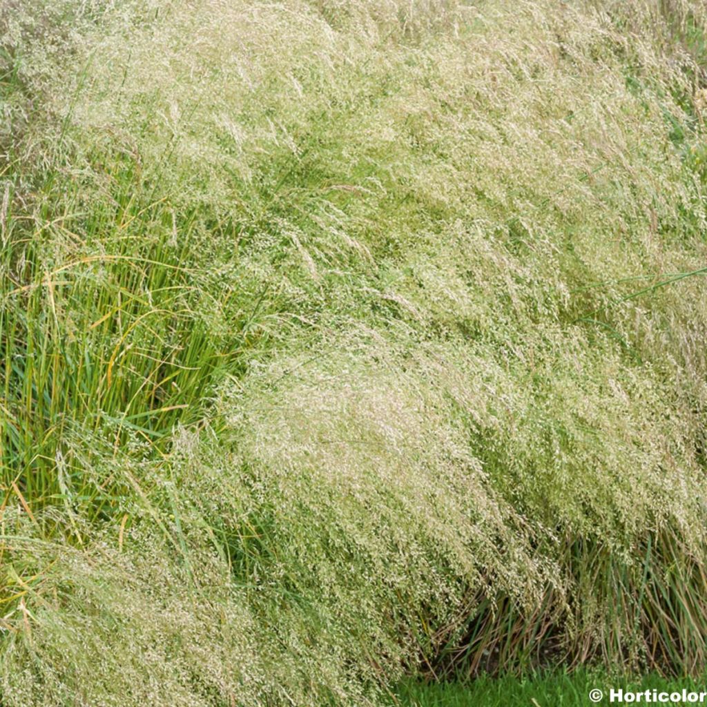 Deschampsia cespitosa Bronzeschleier - Canche cespiteuse