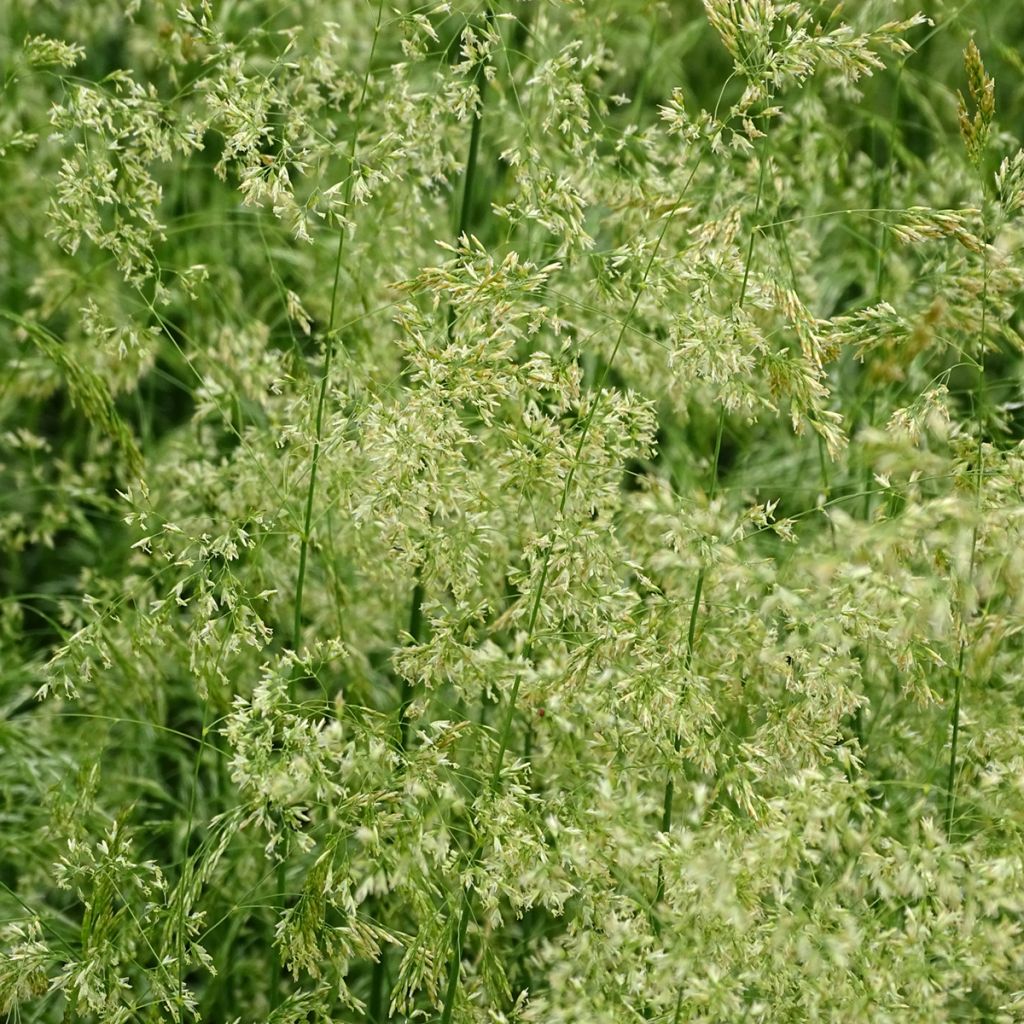 Rasen-Schmiele Goldschleier - Deschampsia caespitosa