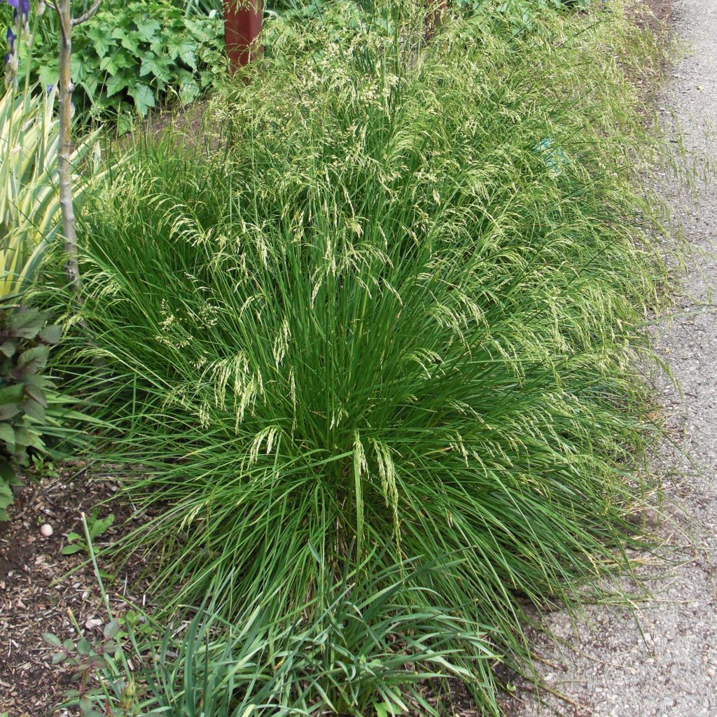 Rasen-Schmiele Goldtau - Deschampsia caespitosa