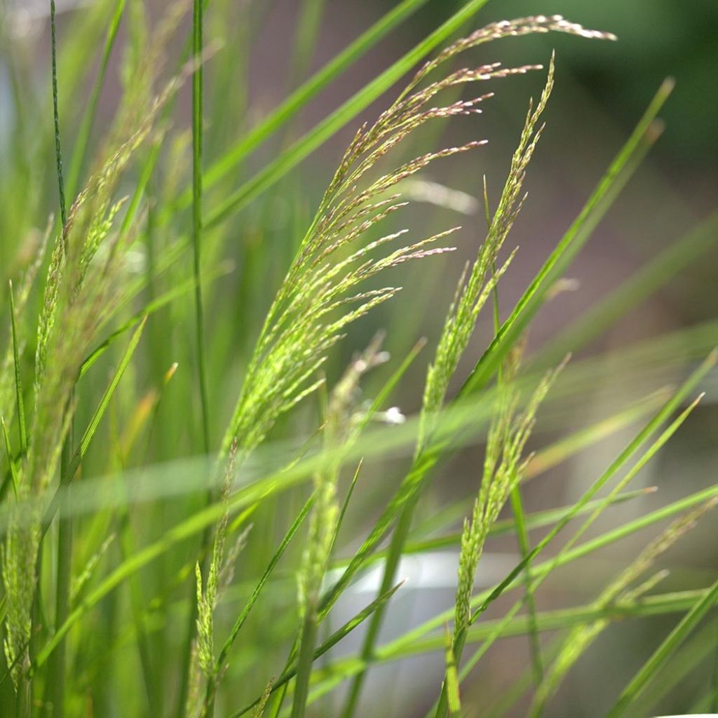 Rasen-Schmiele Northern Lights - Deschampsia caespitosa