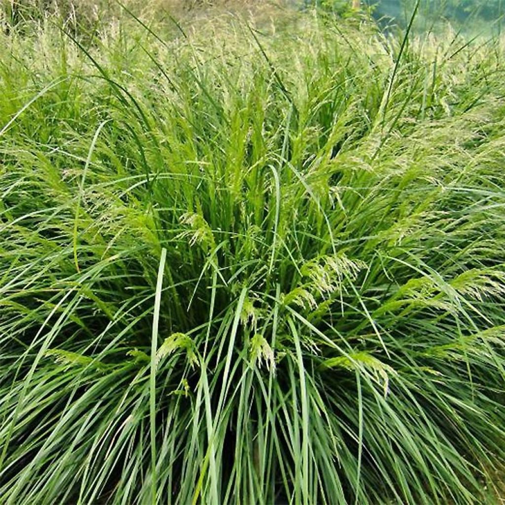 Rasen-Schmiele Palava - Deschampsia caespitosa