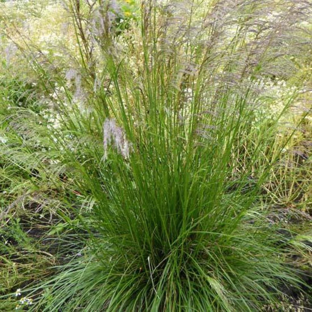 Rasen-Schmiele Tardiflora - Deschampsia caespitosa