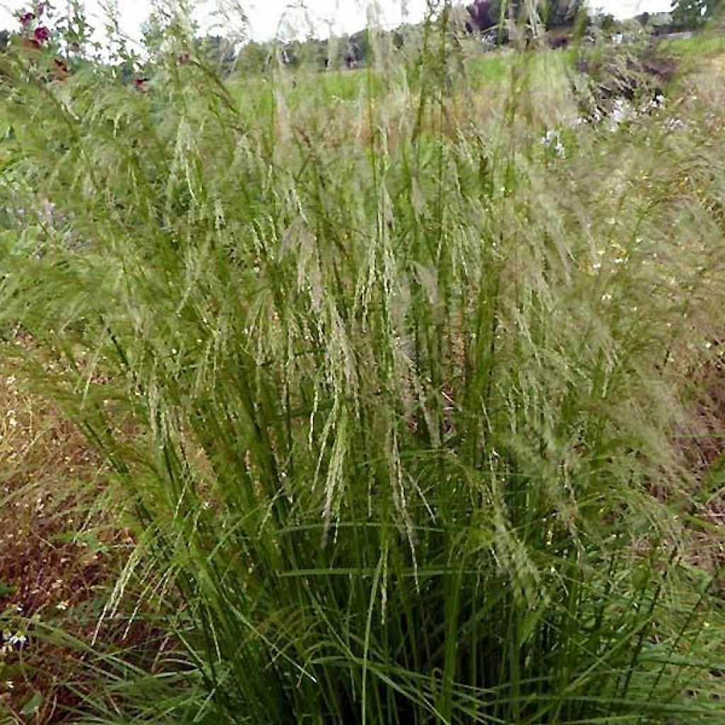 Rasen-Schmiele Tauträger - Deschampsia caespitosa