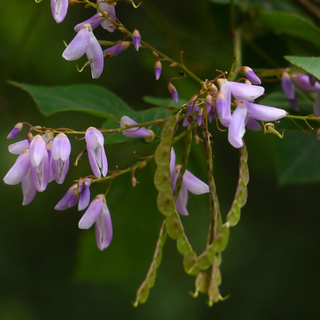 Desmodium elegans - Telegraphenpflanze