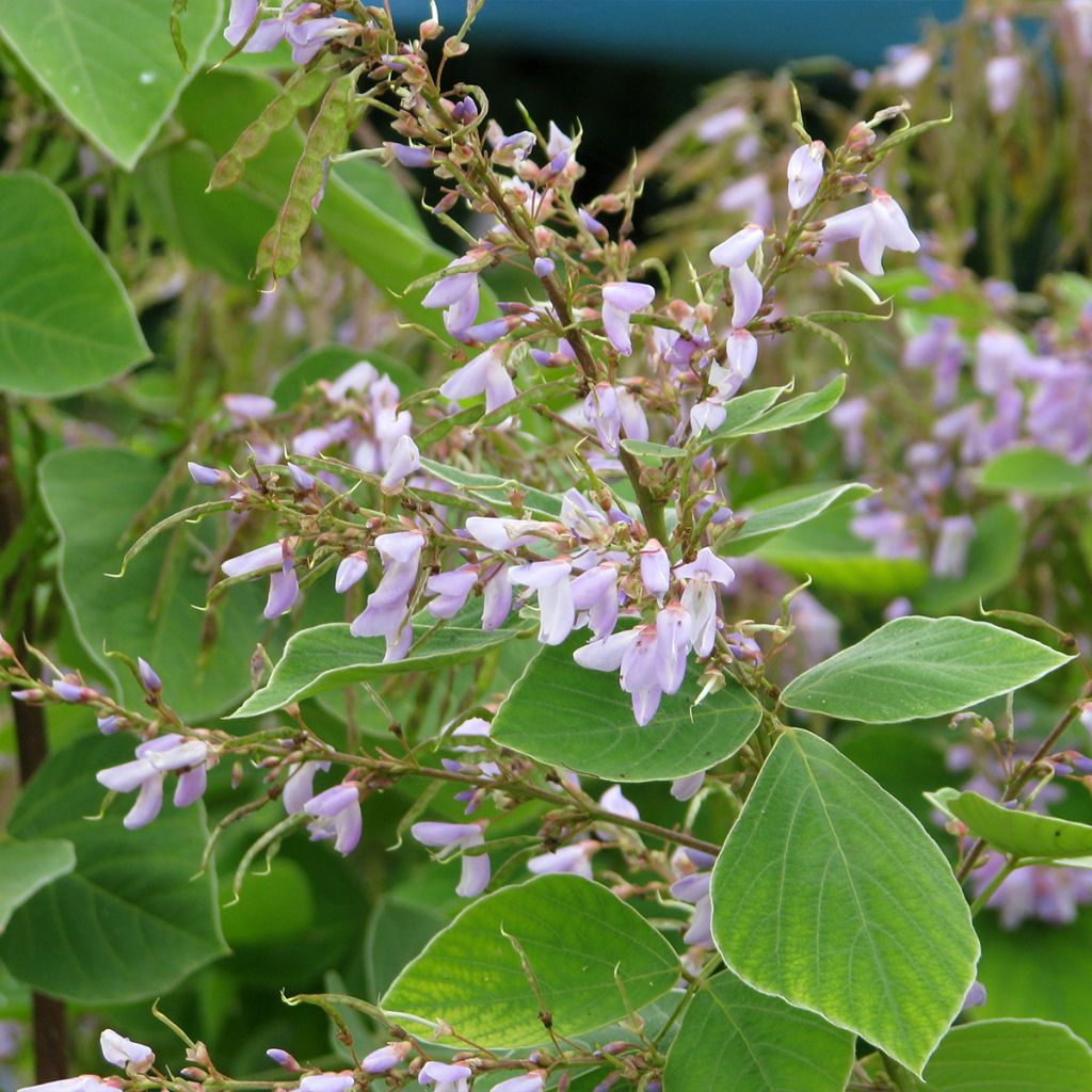 Desmodium elegans - Telegraphenpflanze