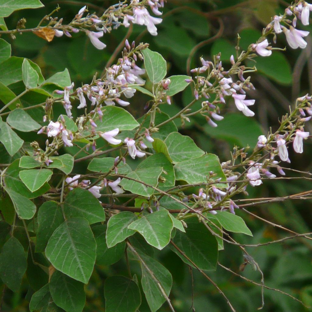 Desmodium elegans - Telegraphenpflanze