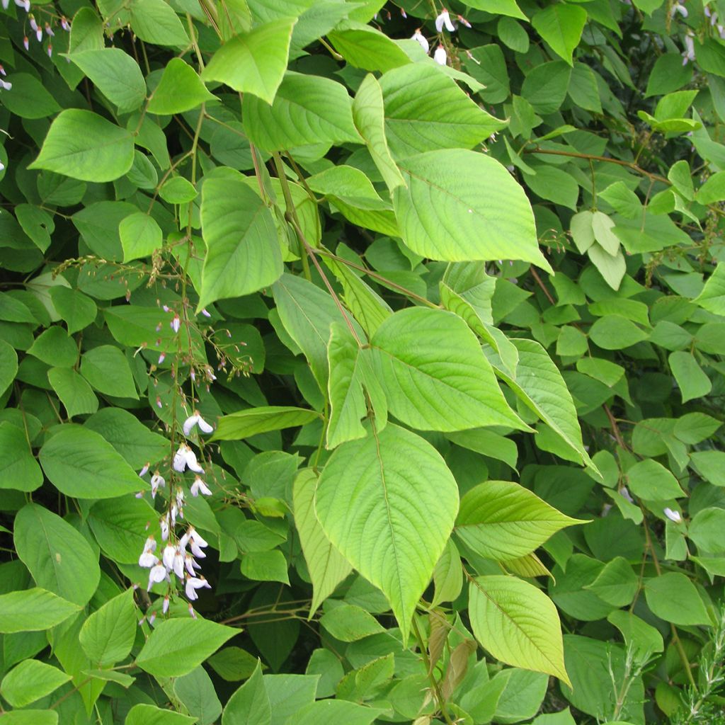 Desmodium elegans - Telegraphenpflanze