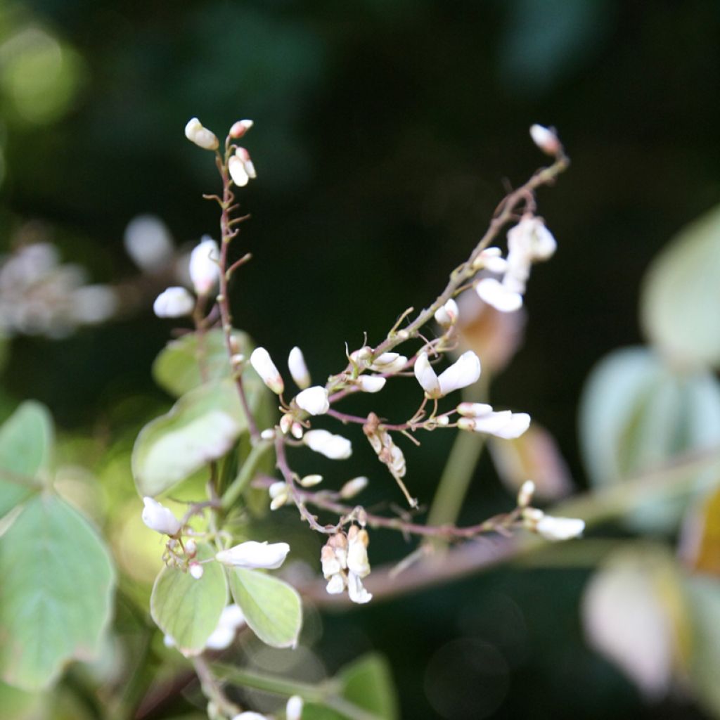 Desmodium elegans - Telegraphenpflanze