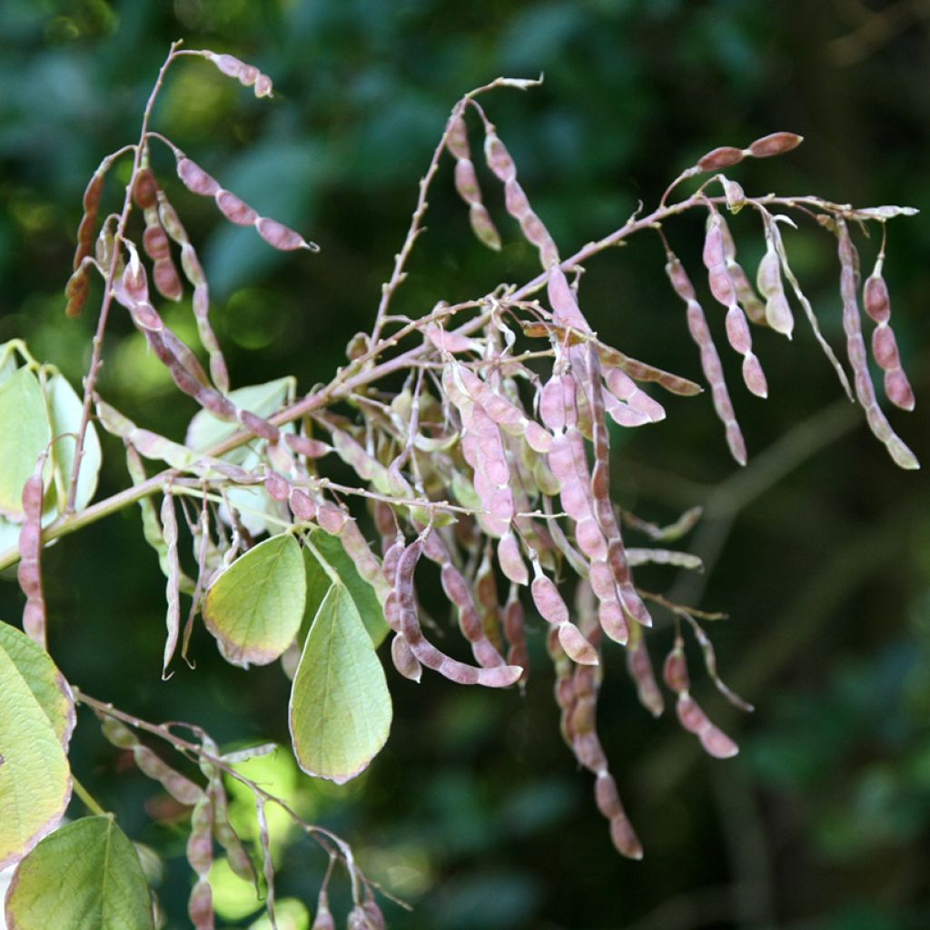 Desmodium elegans - Telegraphenpflanze