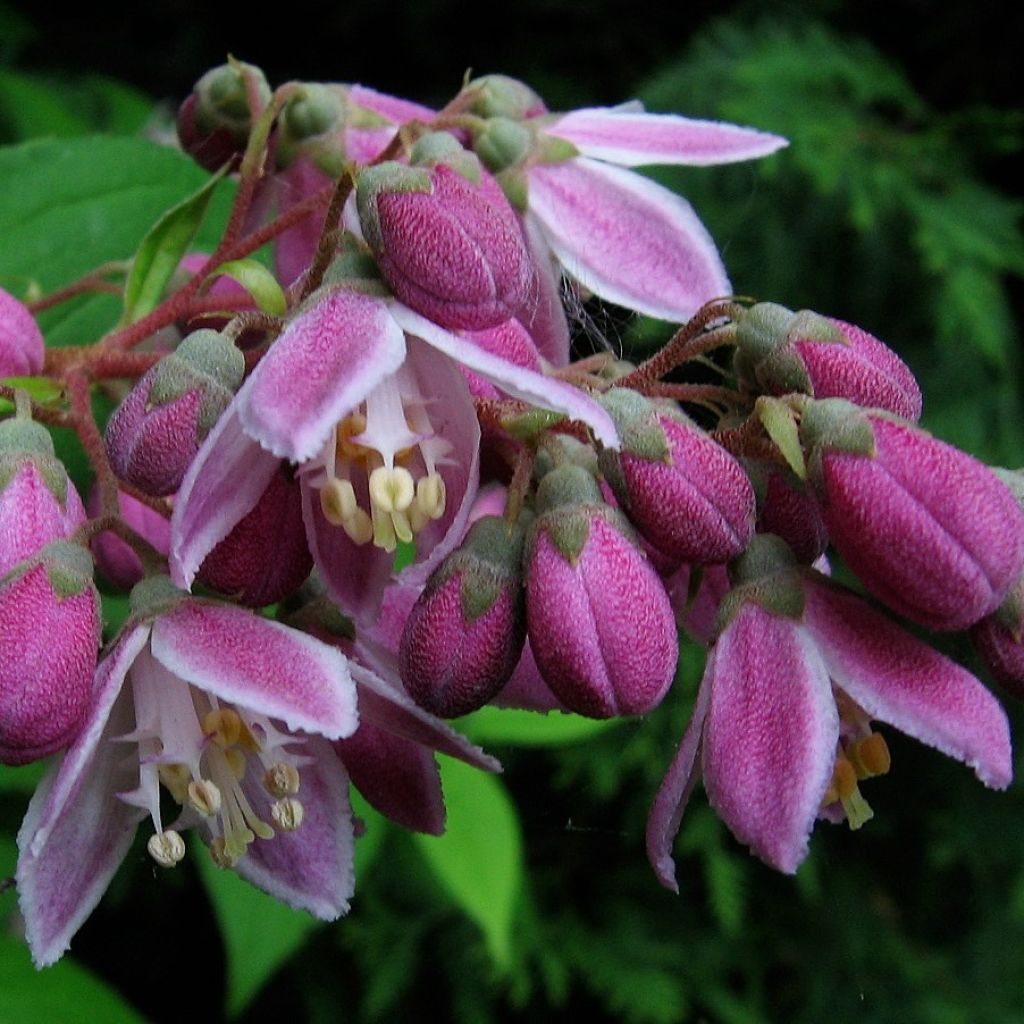 Deutzia ou Deutzie hybride Perle de Rose