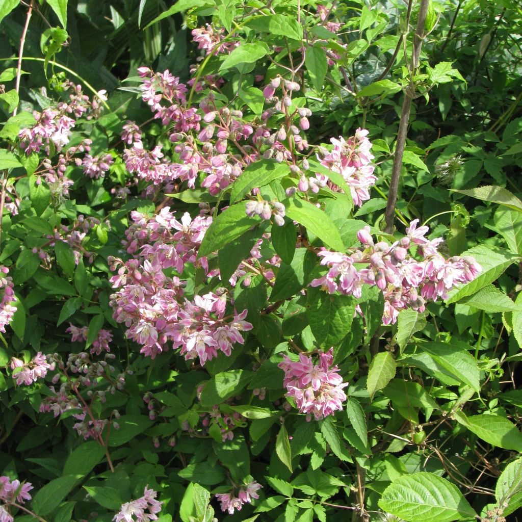 Deutzia ou Deutzie hybride Perle de Rose