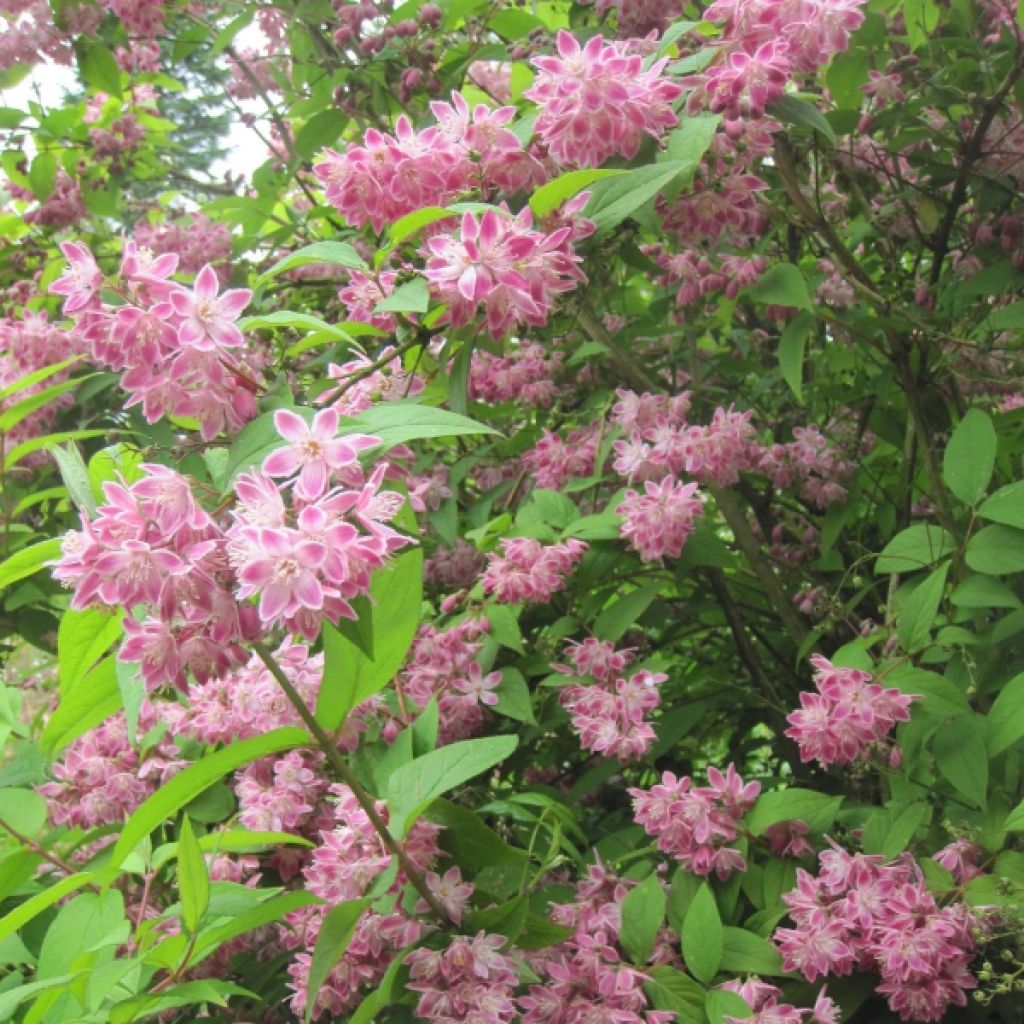 Deutzia Strawberry Fields - Deutzie