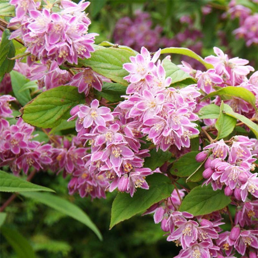 Deutzia Sternchenstrauch (Tourbillon Rouge) - Pracht-Deutzie