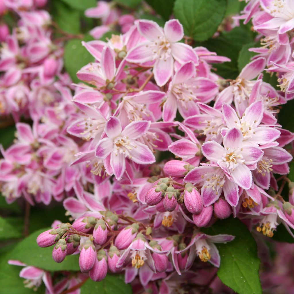 Deutzia Sternchenstrauch (Tourbillon Rouge) - Pracht-Deutzie