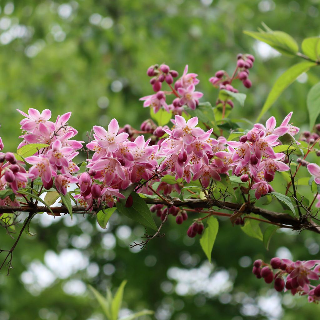 Deutzia Sternchenstrauch (Tourbillon Rouge) - Pracht-Deutzie