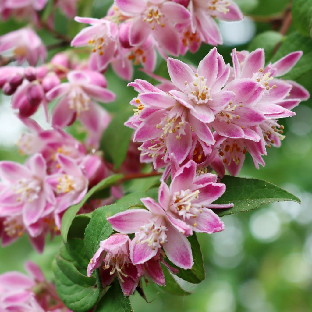 Deutzia Sternchenstrauch (Tourbillon Rouge) - Pracht-Deutzie