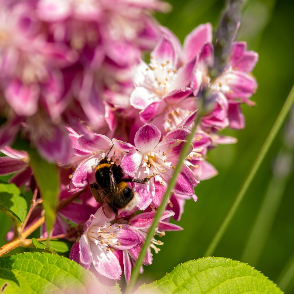 Deutzia Sternchenstrauch (Tourbillon Rouge) - Pracht-Deutzie