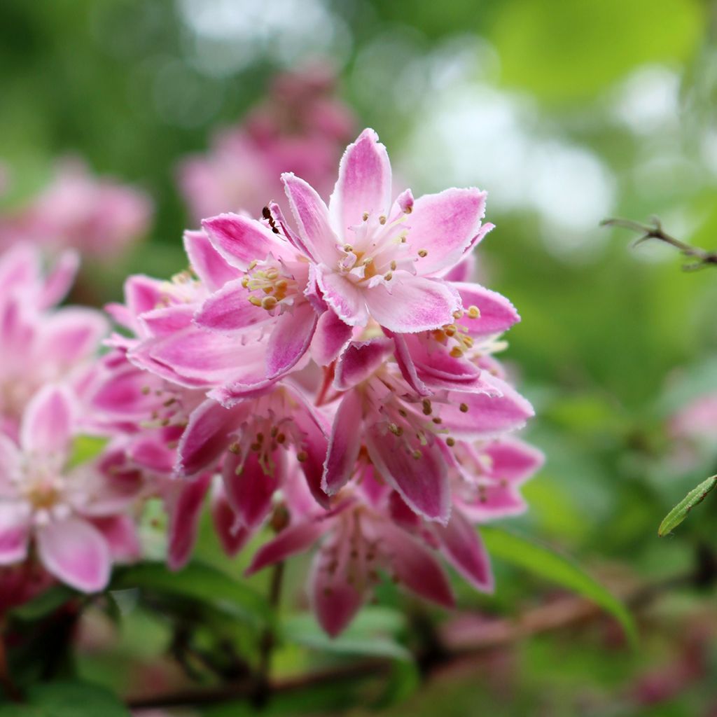 Deutzia Sternchenstrauch (Tourbillon Rouge) - Pracht-Deutzie