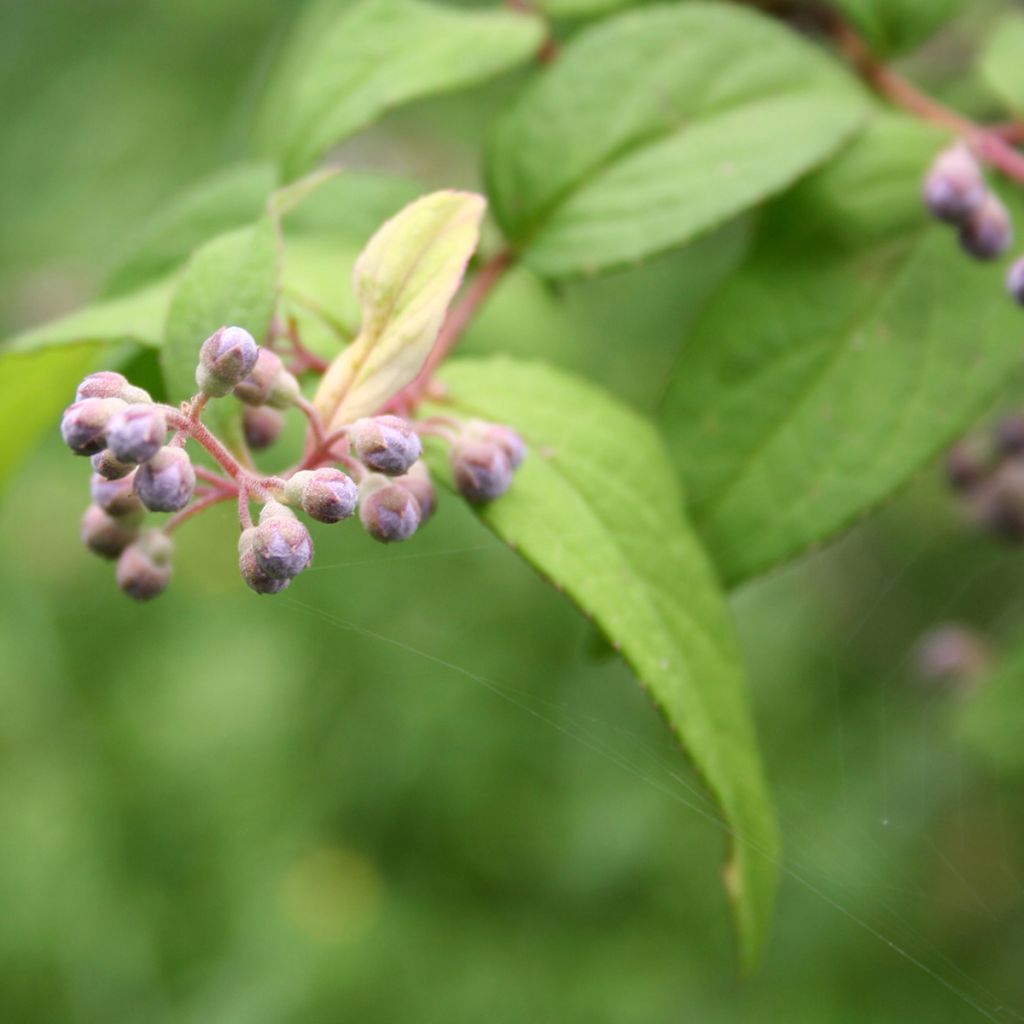 Deutzia Sternchenstrauch (Tourbillon Rouge) - Pracht-Deutzie