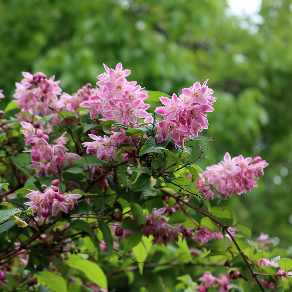 Deutzia Sternchenstrauch (Tourbillon Rouge) - Pracht-Deutzie