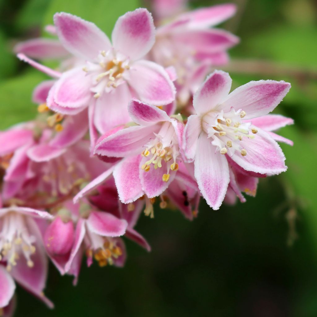 Deutzia Sternchenstrauch (Tourbillon Rouge) - Pracht-Deutzie