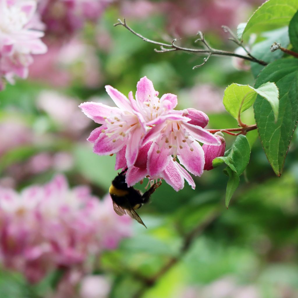 Deutzia Sternchenstrauch (Tourbillon Rouge) - Pracht-Deutzie