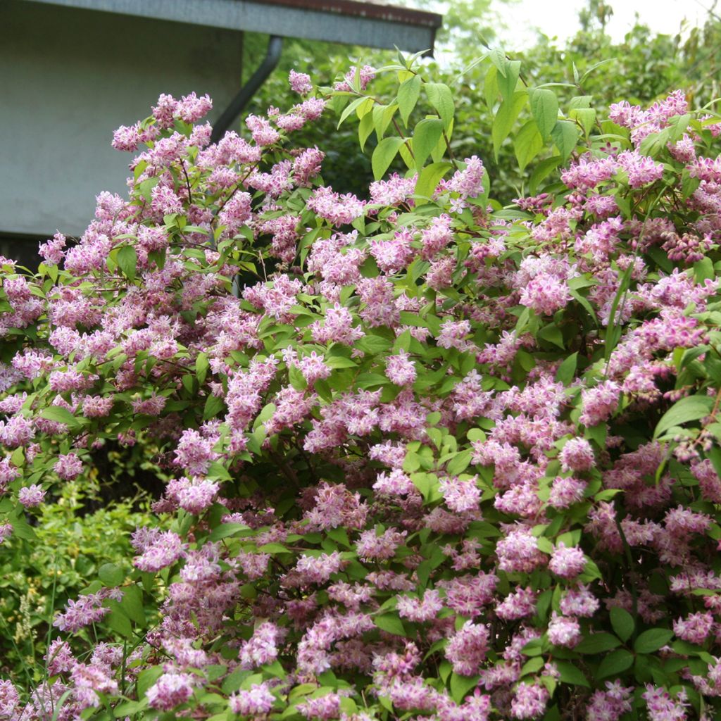 Deutzia Sternchenstrauch (Tourbillon Rouge) - Pracht-Deutzie