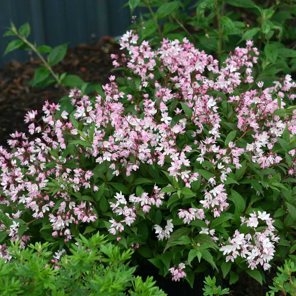 Deutzia Yuki Cherry Blossom - Deutzie