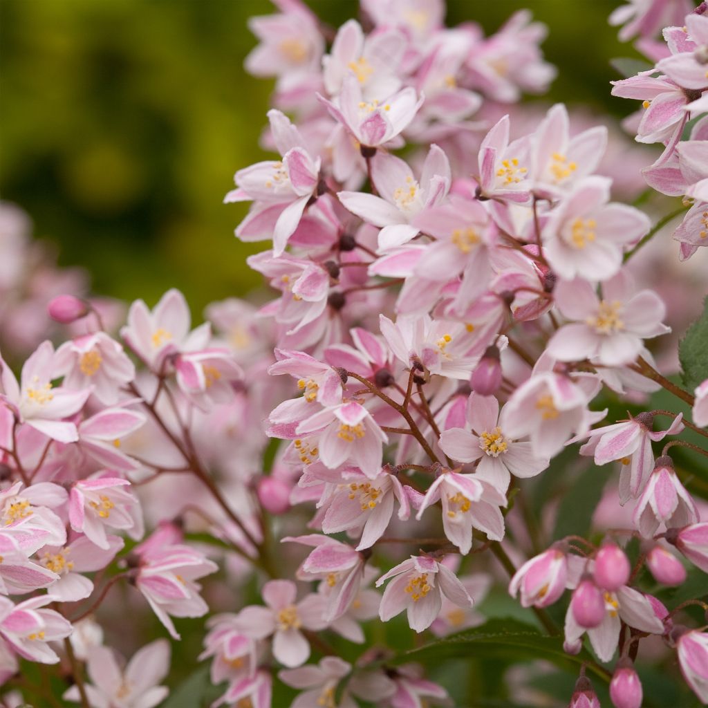 Deutzia Yuki Cherry Blossom - Deutzie