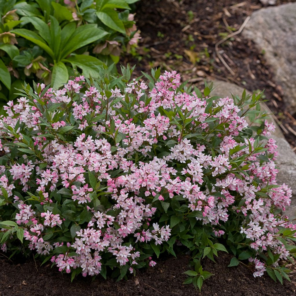 Deutzia Yuki Cherry Blossom - Deutzie