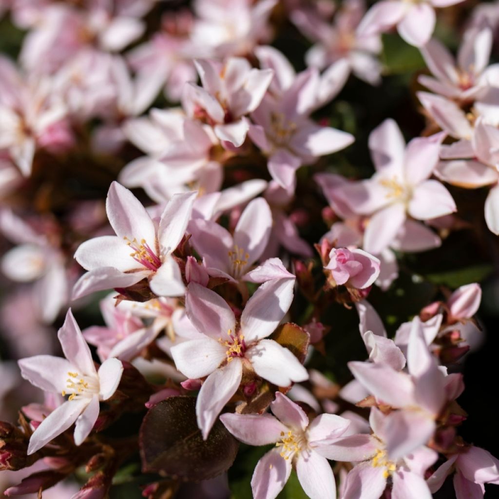 Deutzia Yuki Cherry Blossom - Deutzie