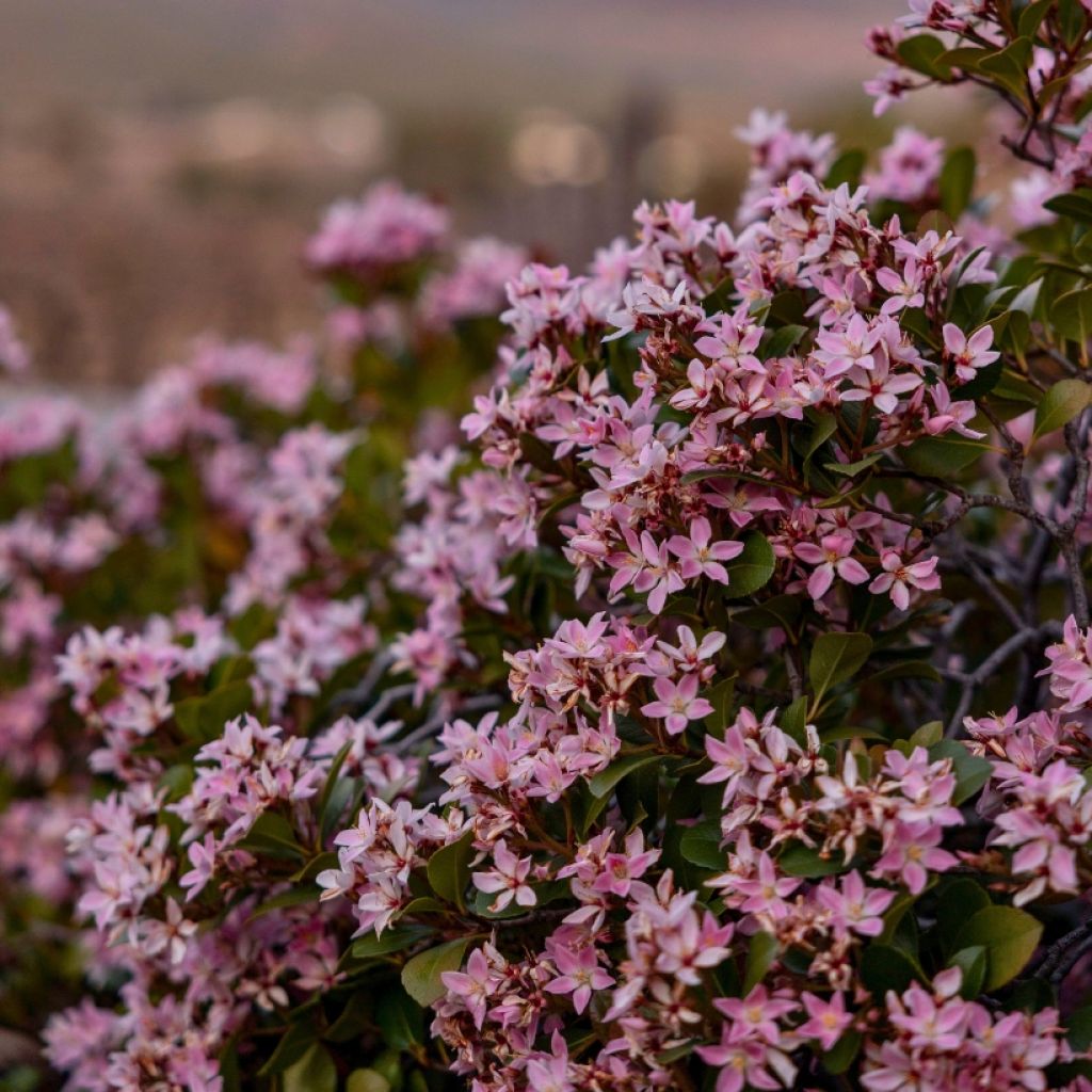 Deutzia Yuki Cherry Blossom - Deutzie